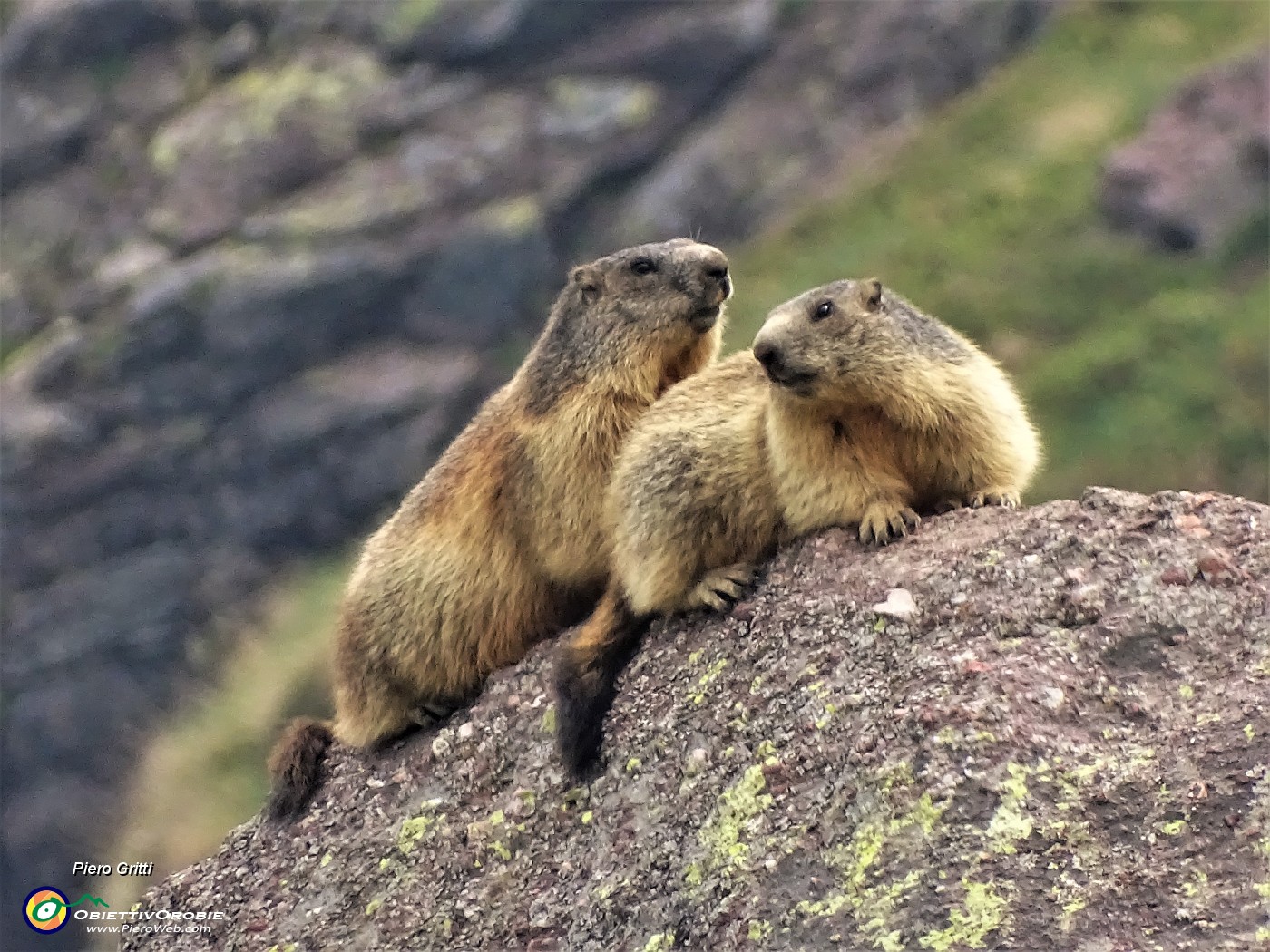 07 Marmotte in comoda sentinella su grossi massi.JPG